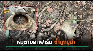 ฟาร์มหมู