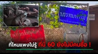 ฟาร์มหมู