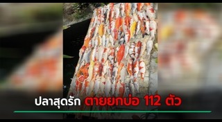 ปลาคาร์พ