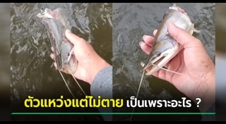 ปลาค้างคาวปากแดง