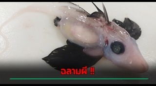 สัตว์ลึกลับ