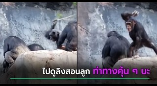 ชิมแปนซี