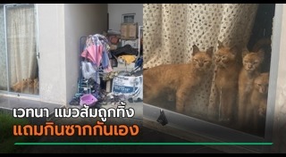 แมวถูกทิ้ง