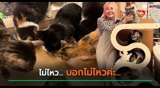 คาเฟ่แมว