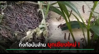 กิ้งกือ