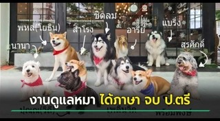 เลี้ยงสุนัข