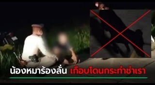 ทำร้ายสุนัข