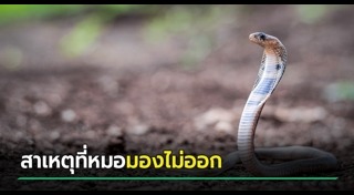 งูเห่ากัด