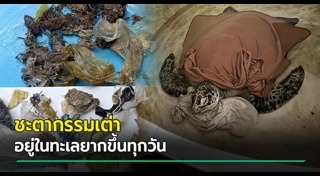 เต่าตนุ