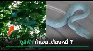 งูเขียวหางไหม้