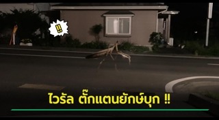 ตั๊กแตน