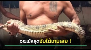 จระเข้หลุดจากฟาร์ม