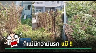 ตัดต้นไม้