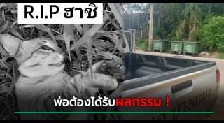 รถชนสัตว์