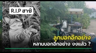 ทำร้ายแมว