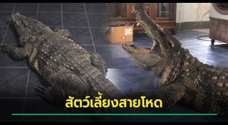 สัตว์เลี้ยงแปลก ๆ