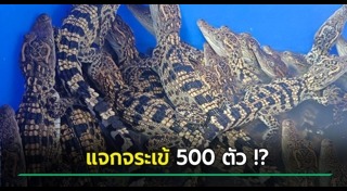 ฟาร์มจระเข้
