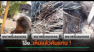เหา