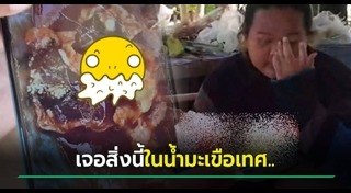 เมนูมะเขือเทศ