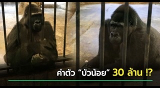 กอริลลาบัวน้อย