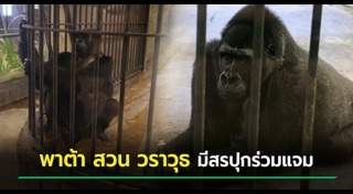 กอริลลาบัวน้อย