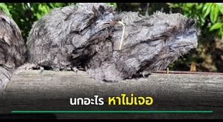 นกประหลาด