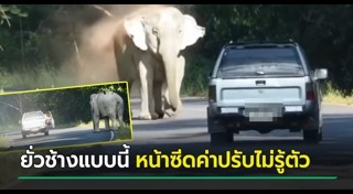 ช้างเขาใหญ่