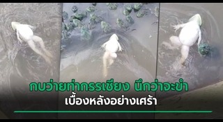 สัตว์ครึ่งบกครึ่งน้ำ