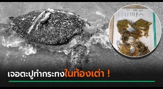 เต่าตนุ