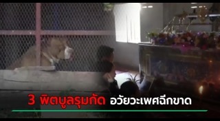 สุนัขพิตบูล