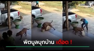 สุนัขพิตบูล