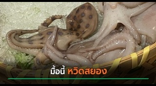 ปลาหมึกพิษ