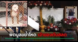 สุนัขพิตบูล