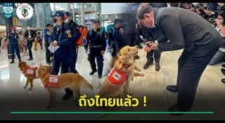 หมาช่วยคน