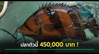 ปลาหายาก