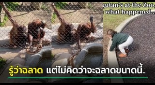 อุรังอุตัง