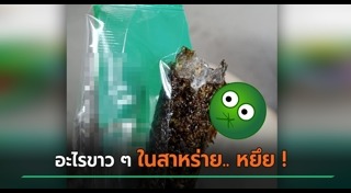 สาหร่าย