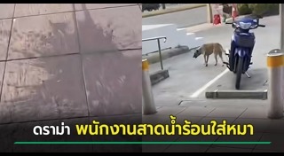 ทำร้ายสุนัข