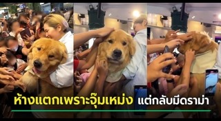 หมาเซเลบ