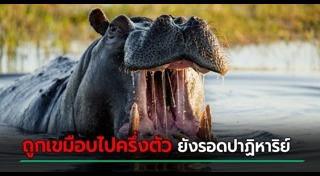 สัตว์ทำร้ายคน