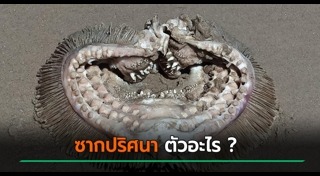 ซากสัตว์