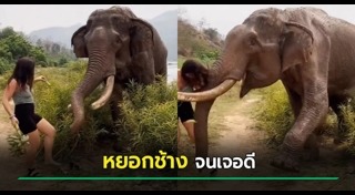ช้างทำร้ายนักท่องเที่ยว