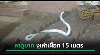 งูเผือก