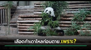 หมีแพนด้า