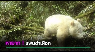 หมีแพนด้า