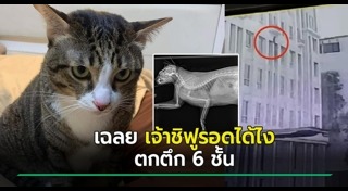 แมวไทย