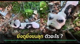 สัตว์ลึกลับ