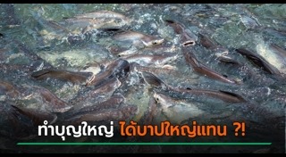 ปล่อยปลา