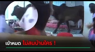 สัตว์เข้าบ้าน