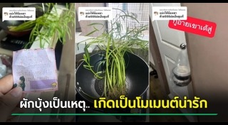 ผักบุ้ง